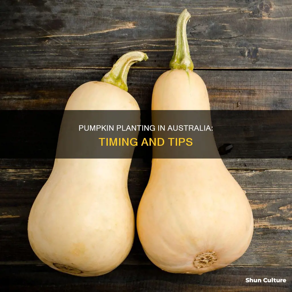 when to grow pumpkins in australia