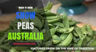 Snow Pea Planting: Australia's Optimal Gardening Window