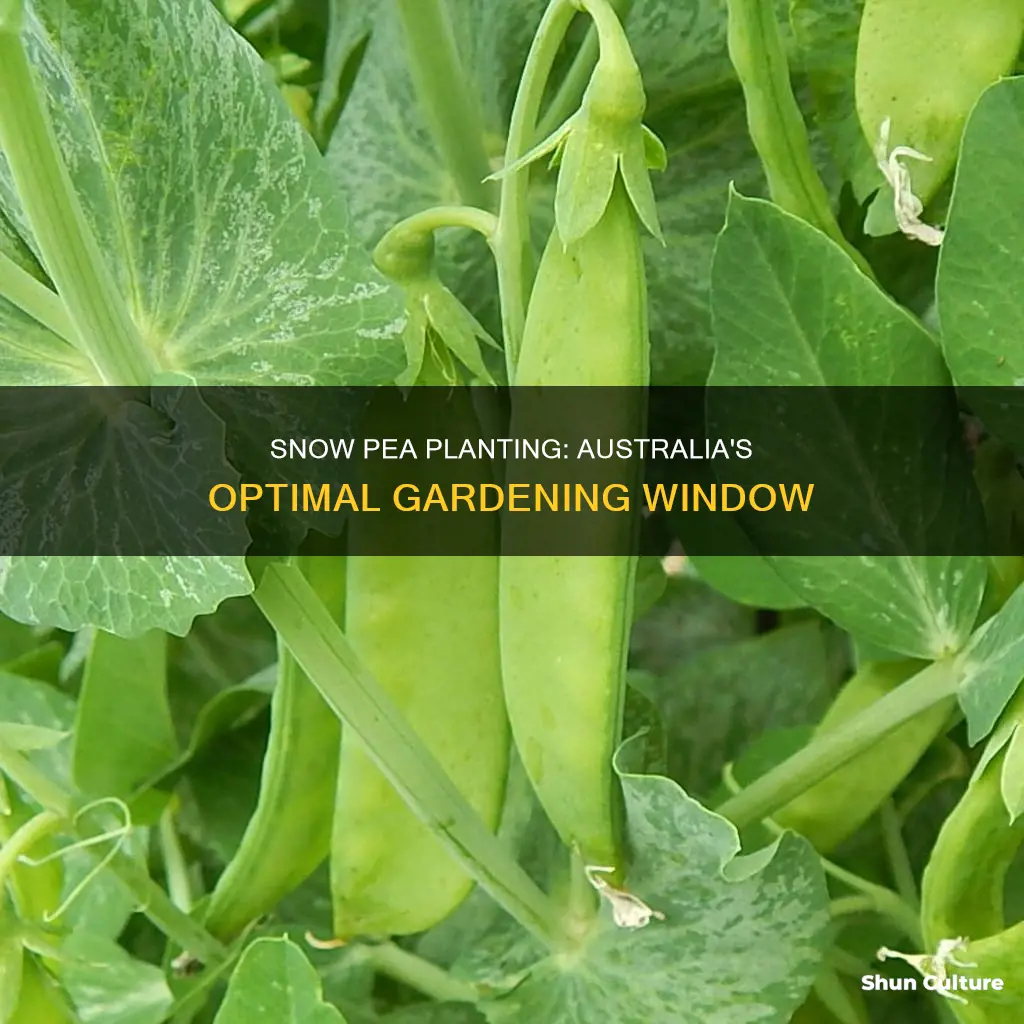 when to grow snow peas australia