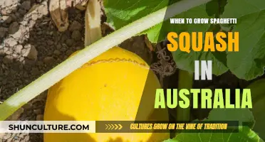 Spaghetti Squash: Best Time to Grow in Australia