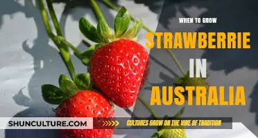 Growing Strawberries in Australia: Best Time to Plant