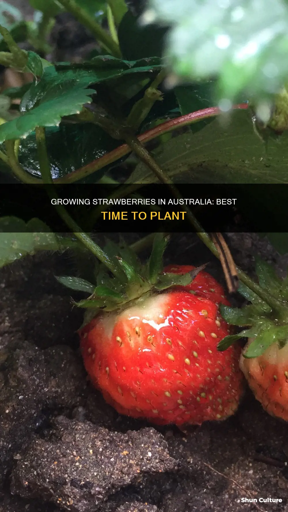 when to grow strawberries in australia