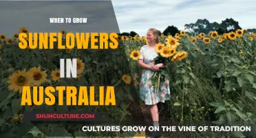 Sunflower Growing Season in Australia: Timing and Tips