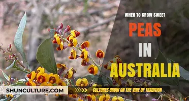Sweet Pea Gardening in Australia: Timing Tips
