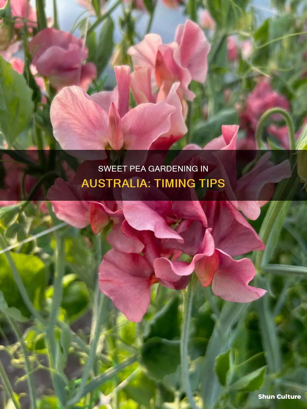 when to grow sweet peas in australia