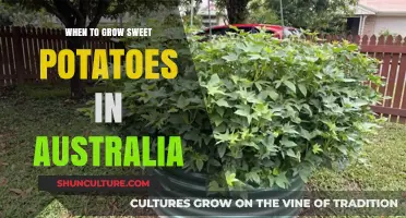 Sweet Potato Planting: Australia's Best Season