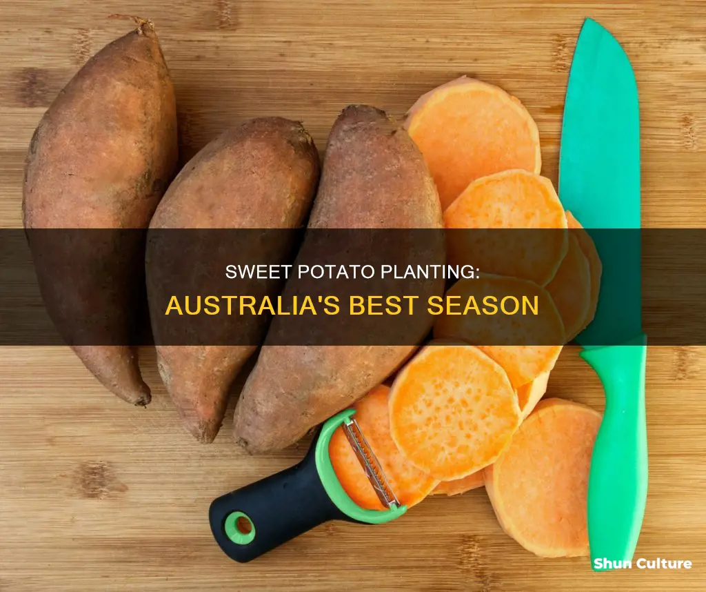 when to grow sweet potatoes in australia