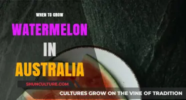Grow Watermelons in Australia: Best Time and Season
