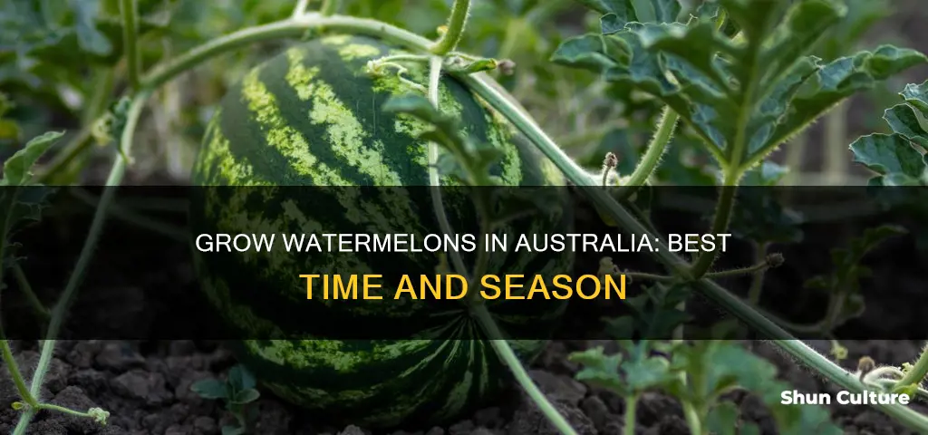 when to grow watermelon in australia