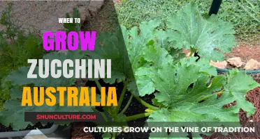 Growing Zucchini in Australia: Timing and Tips