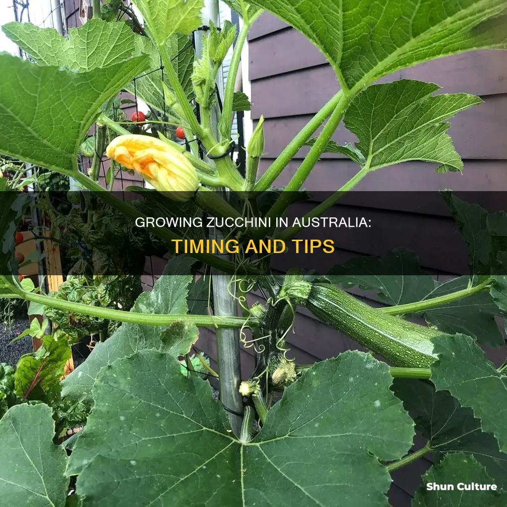 when to grow zucchini australia