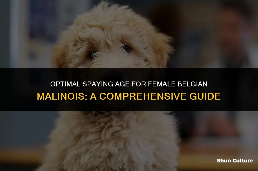 when to have female belgium malinoid spayed