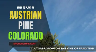 Timing is Key: Planting Austrian Pine in Colorado