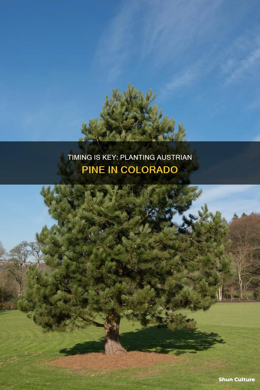 when to plant an austrian pine colorado