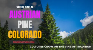 Planting Austrian Pine in Colorado: Best Time and Tips