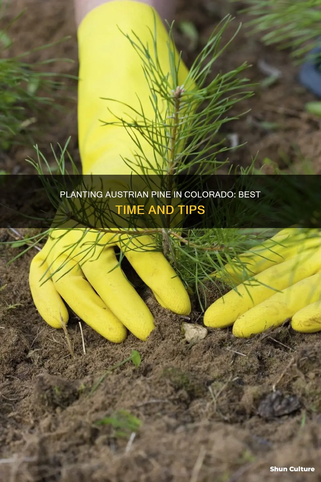 when to plant an austrian pine colorado
