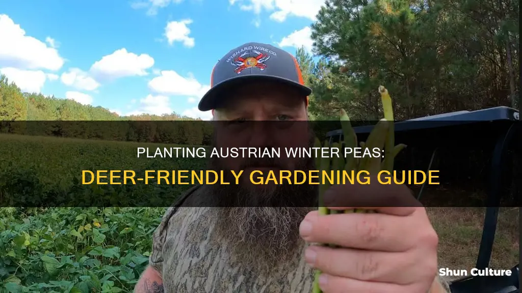 when to plant austrian winter peas for deer