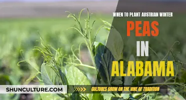 Planting Austrian Winter Peas: Timing Tips for Alabama Gardens