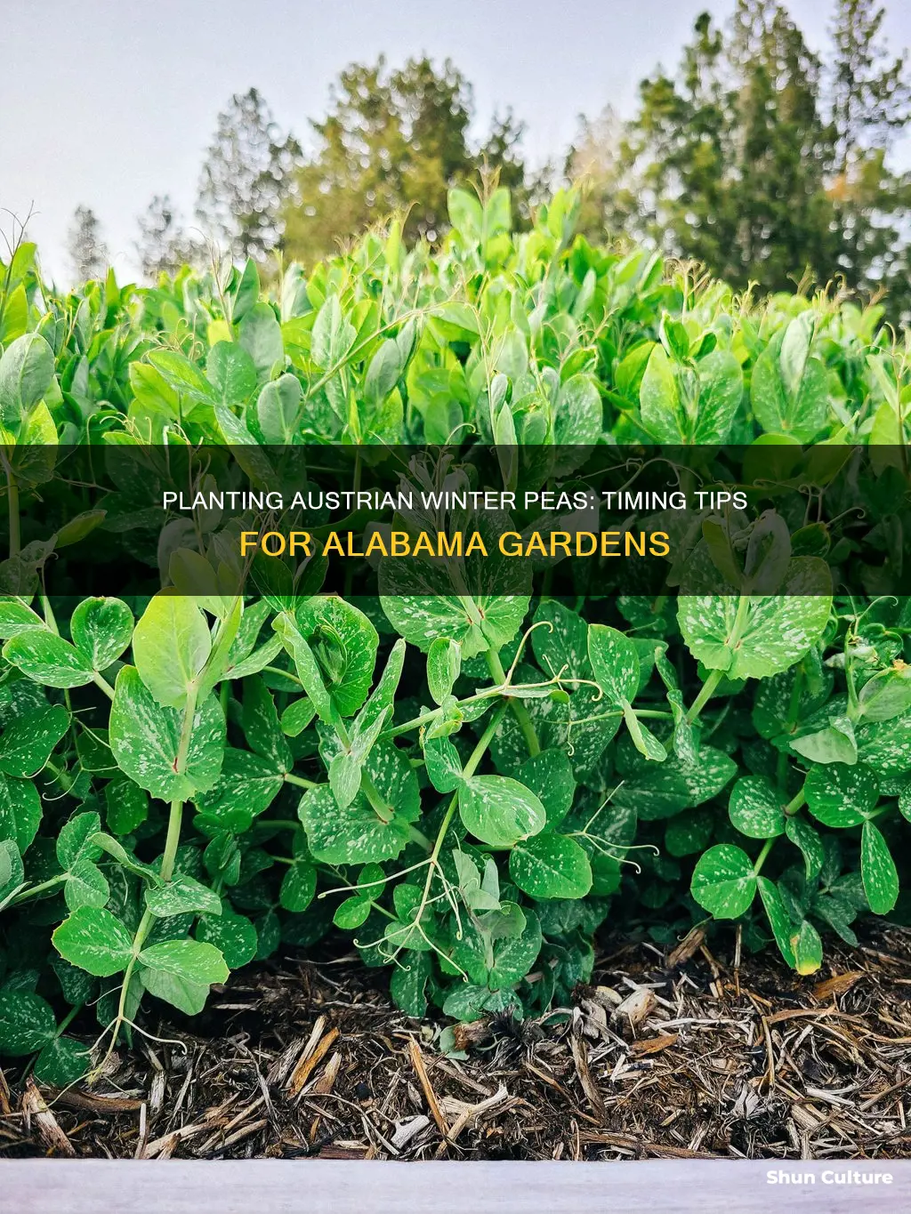 when to plant austrian winter peas in alabama