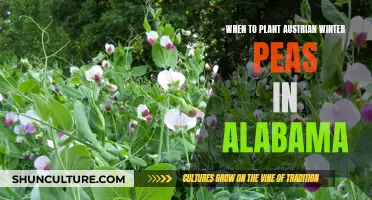 Planting Austrian Winter Peas: Alabama's Guide to Timing