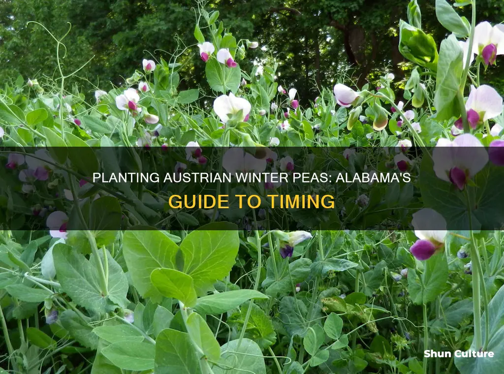 when to plant austrian winter peas in alabama