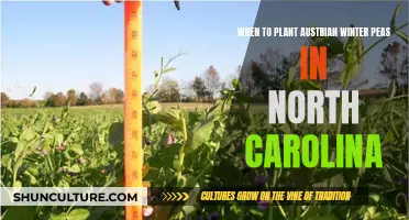 Austrian Winter Peas: North Carolina Planting Guide