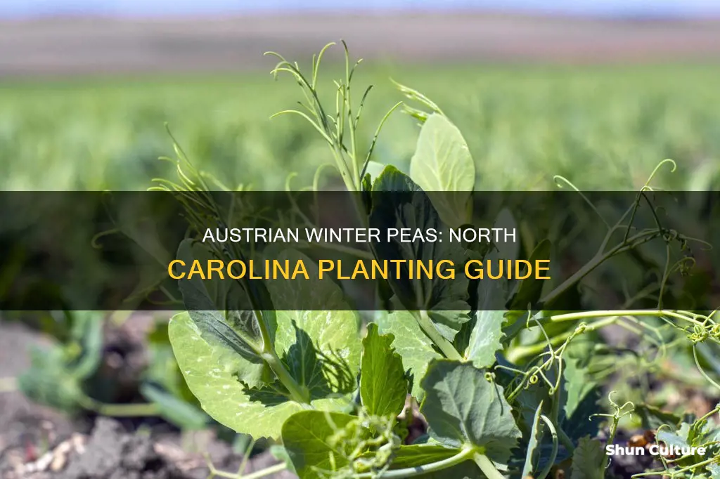 when to plant austrian winter peas in North Carolina