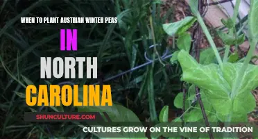 Planting Austrian Winter Peas: North Carolina's Guide