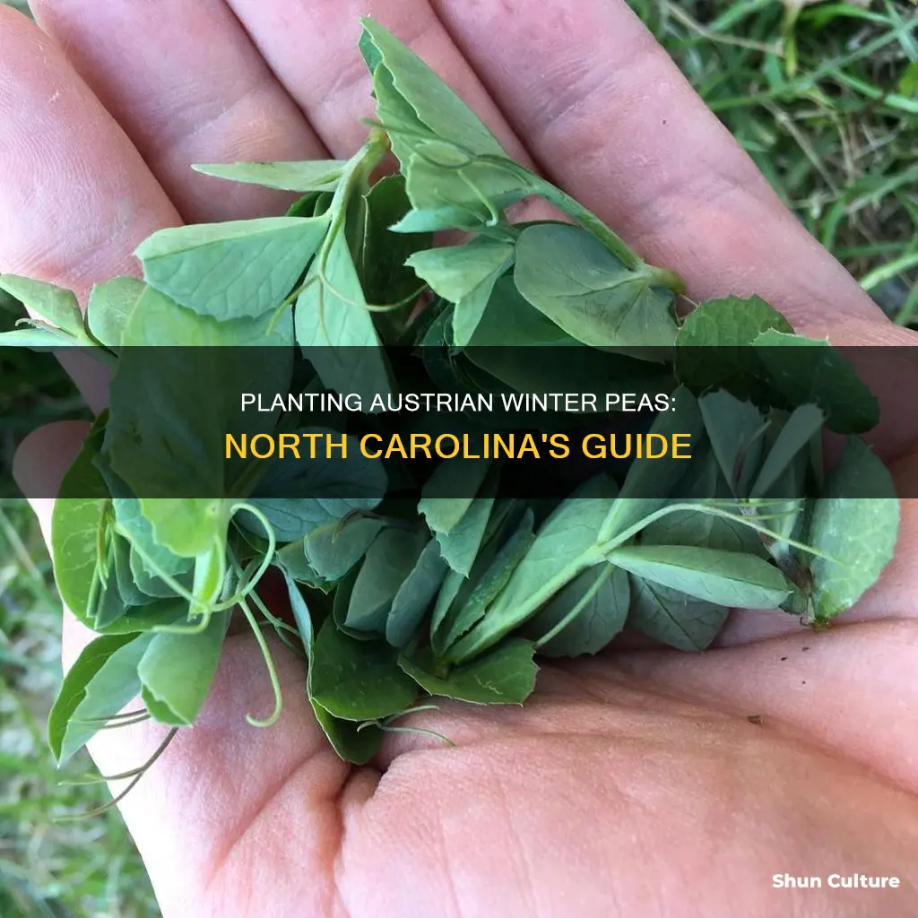 when to plant austrian winter peas in North Carolina