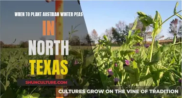 Austrian Winter Peas: Timing is Key for North Texas Gardens