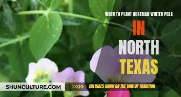 Planting Austrian Winter Peas: North Texas Guide