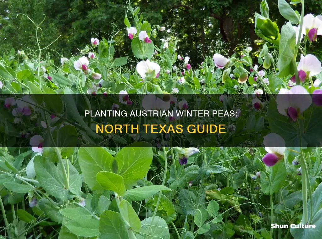 when to plant austrian winter peas in north texas