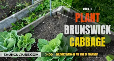 Planting Brunswick Cabbage: Timing Tips