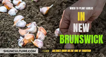 Planting Garlic: New Brunswick's Prime Time