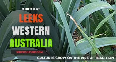 Leek Planting Guide for Western Australia's Gardeners