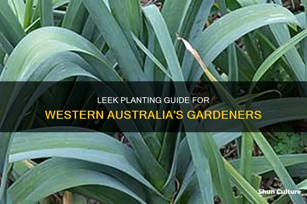 when to plant leeks western australia