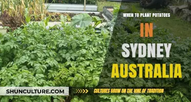 Sydney's Potato Planting Guide: Best Timing for a Bountiful Harvest