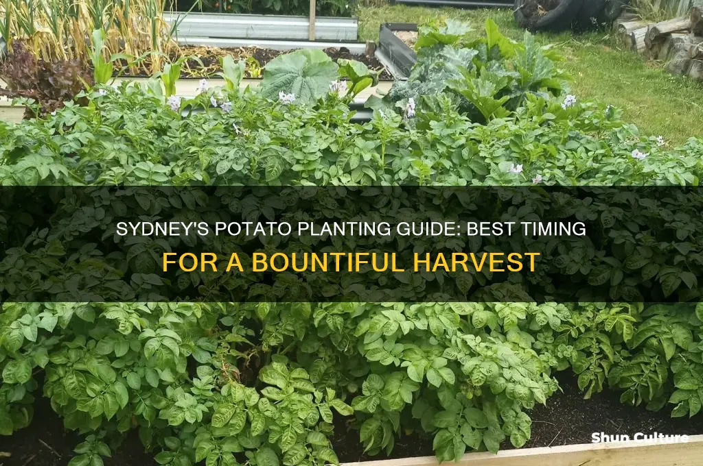 when to plant potatoes in sydney australia