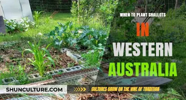Planting Shallots in Western Australia: Timing and Tips