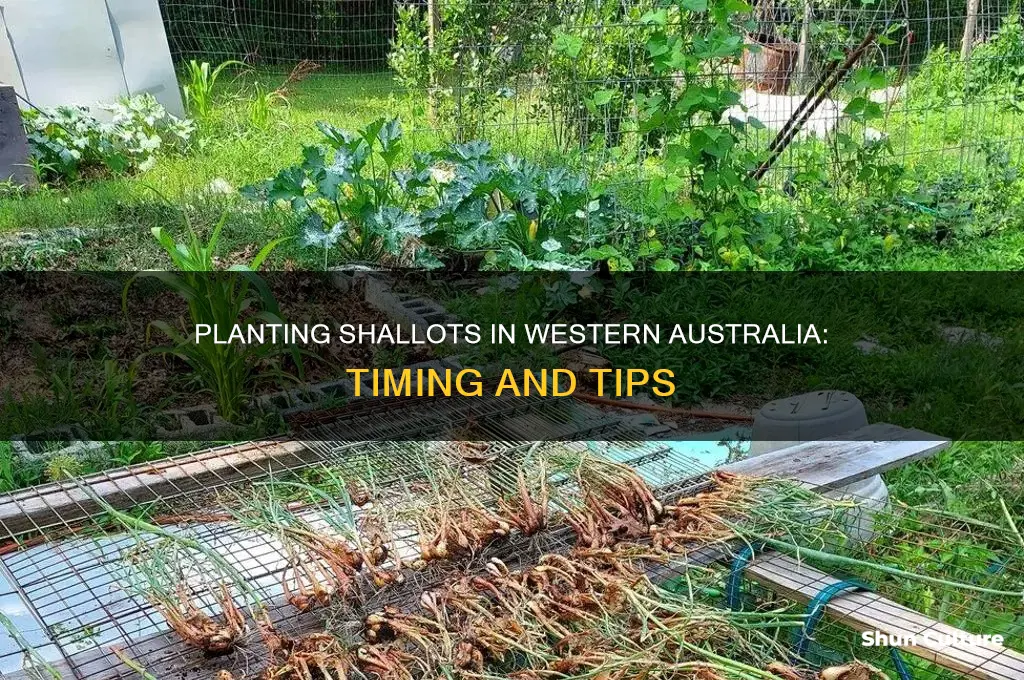 when to plant shallots in western australia