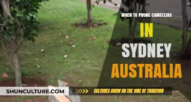 Pruning Camellias in Sydney: Best Timing for Healthy Blooms