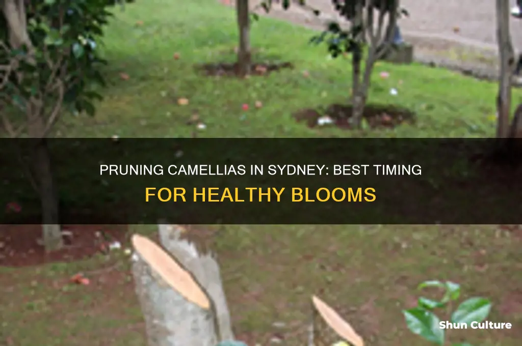 when to prune camellias in sydney australia