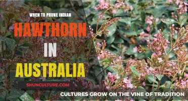 Pruning Indian Hawthorn in Australia: Best Time and Tips
