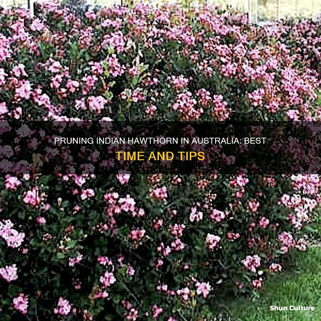 when to prune indian hawthorn in australia