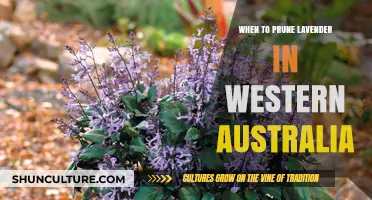 Pruning Lavender in Western Australia: Timing and Techniques