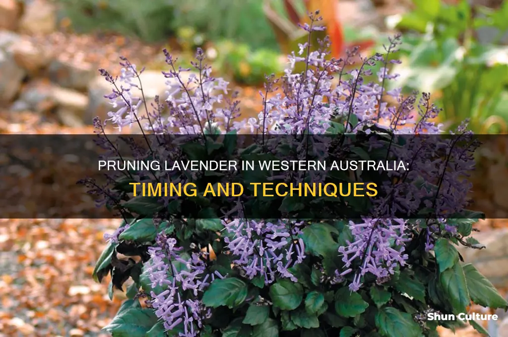 when to prune lavender in western australia