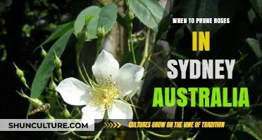Pruning Roses in Sydney: Best Timing for Healthy Blooms