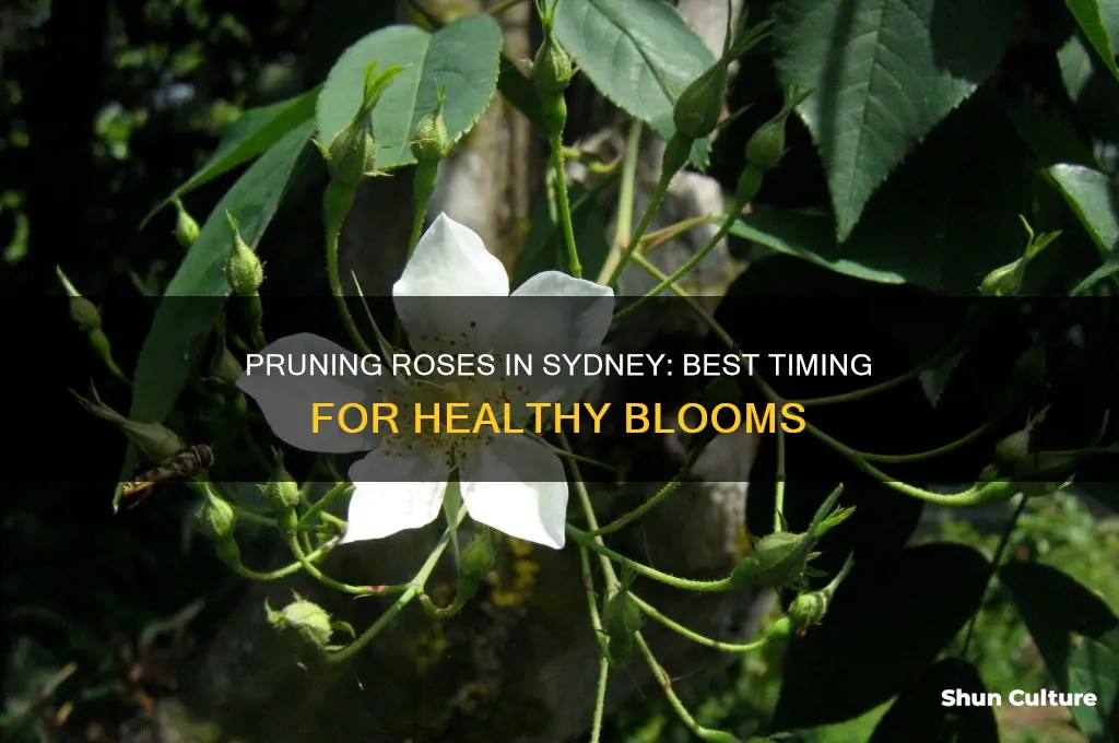 when to prune roses in sydney australia