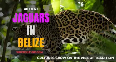 Best Time to Spot Jaguars in Belize