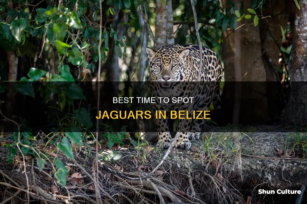 when to see jaguars in belize